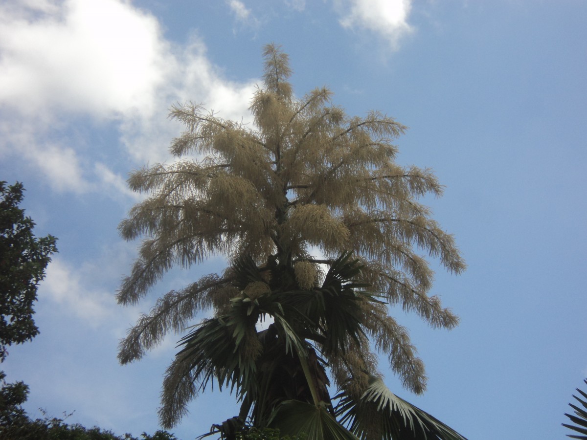 Corypha umbraculifera L.